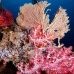 coral_soft_ni_v_0705_png1619.jpg